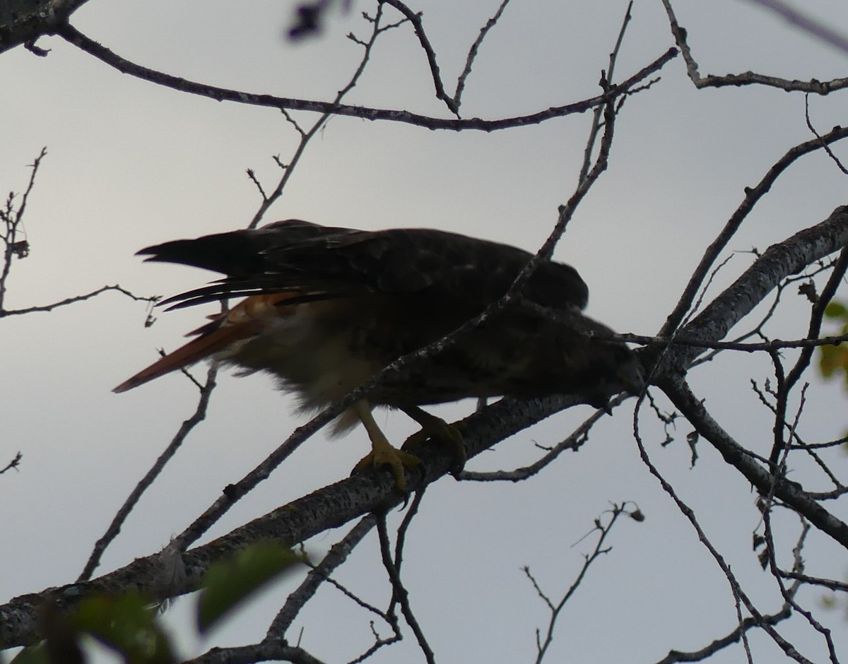 Red-tailed Hawk - ML624542722