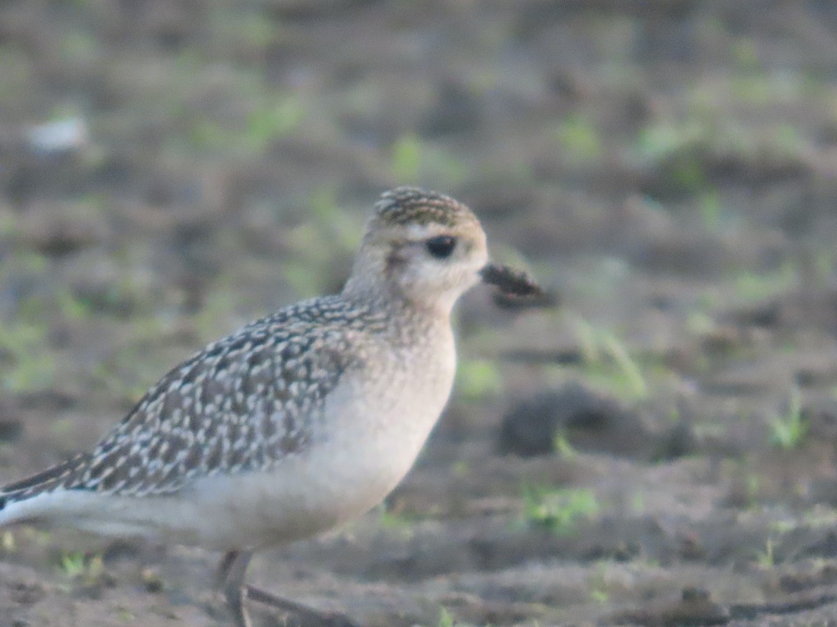 American Golden-Plover - ML624542764