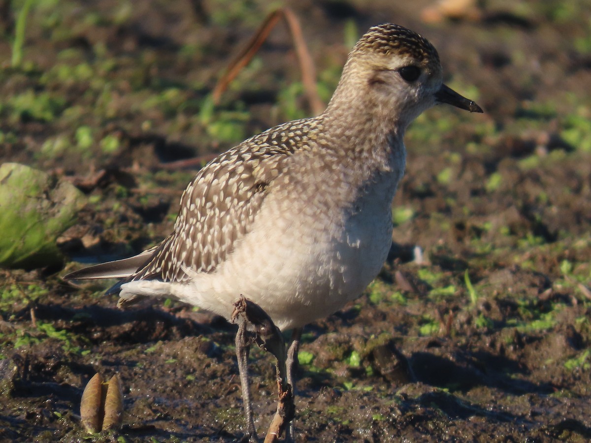 American Golden-Plover - ML624542766