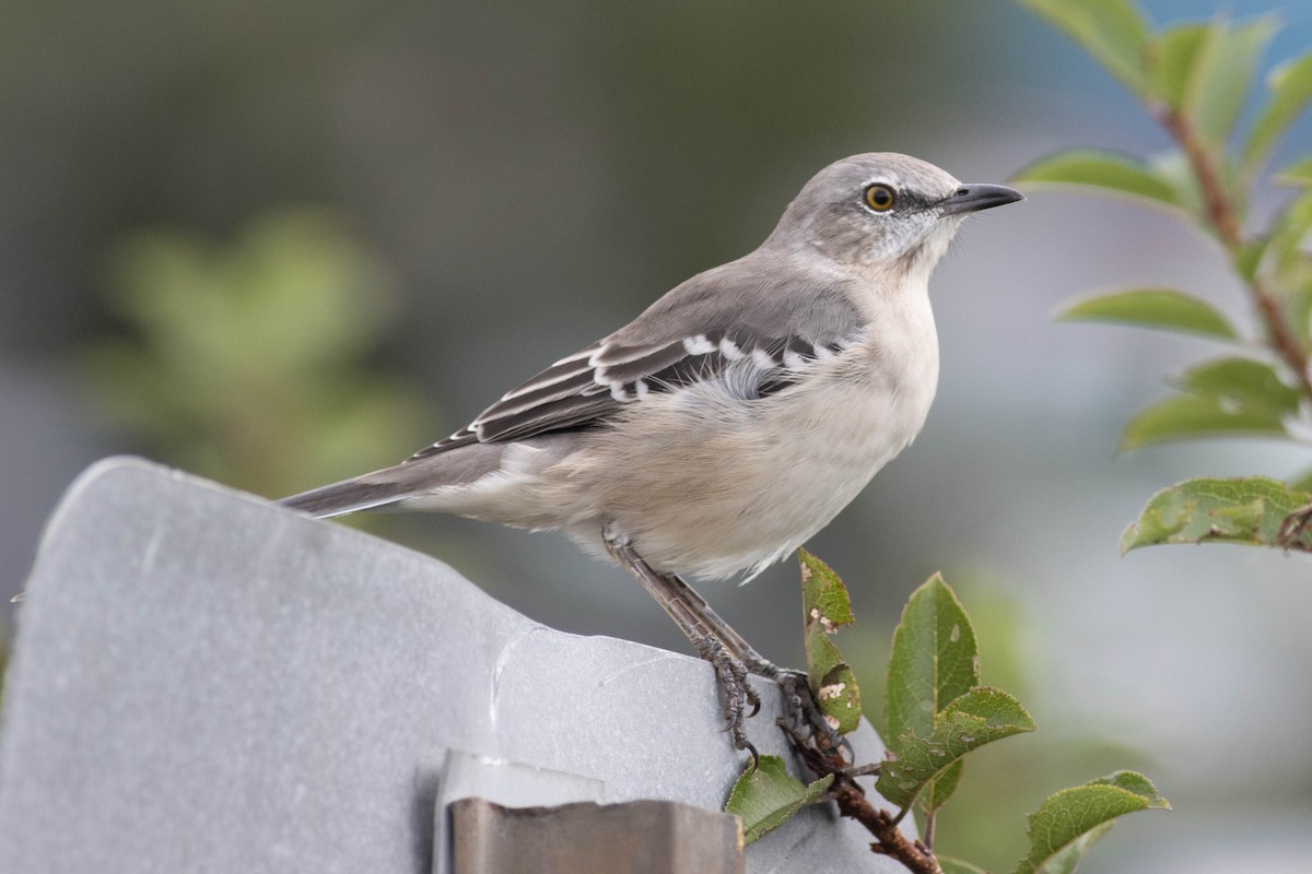 Northern Mockingbird - ML624542769