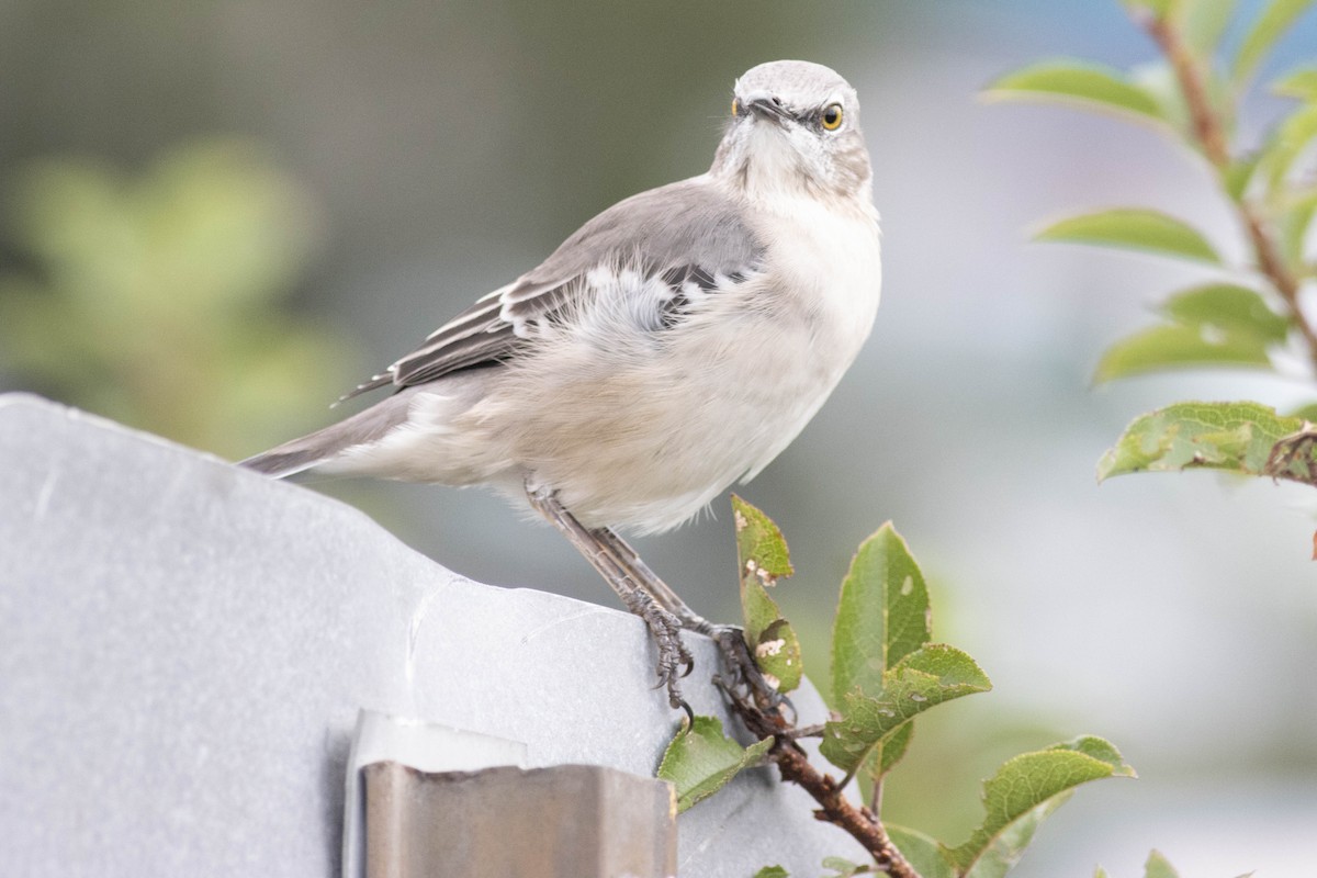 Northern Mockingbird - ML624542770