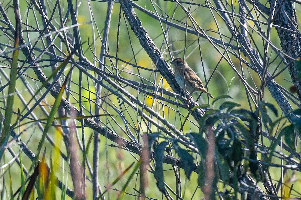 Nelson's Sparrow - ML624542799