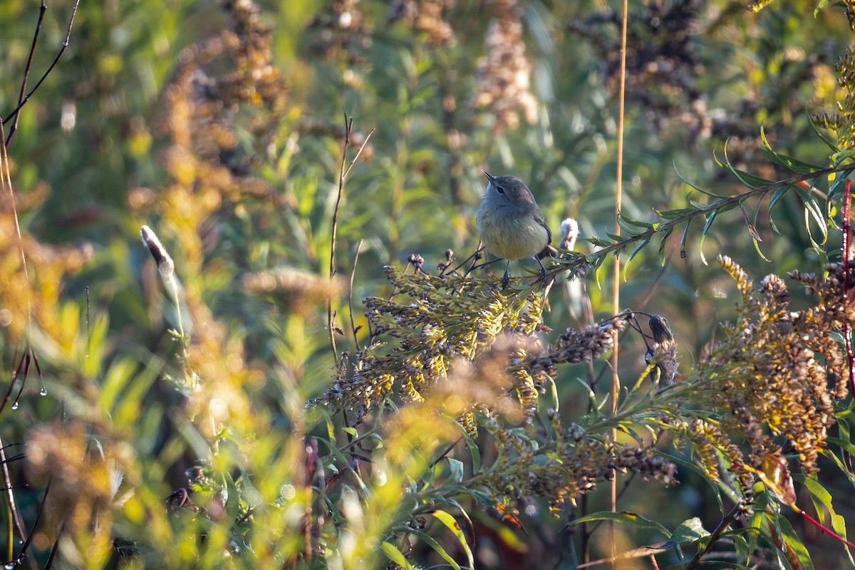 Orange-crowned Warbler - ML624542803
