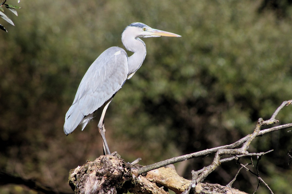 Gray Heron - ML624542815