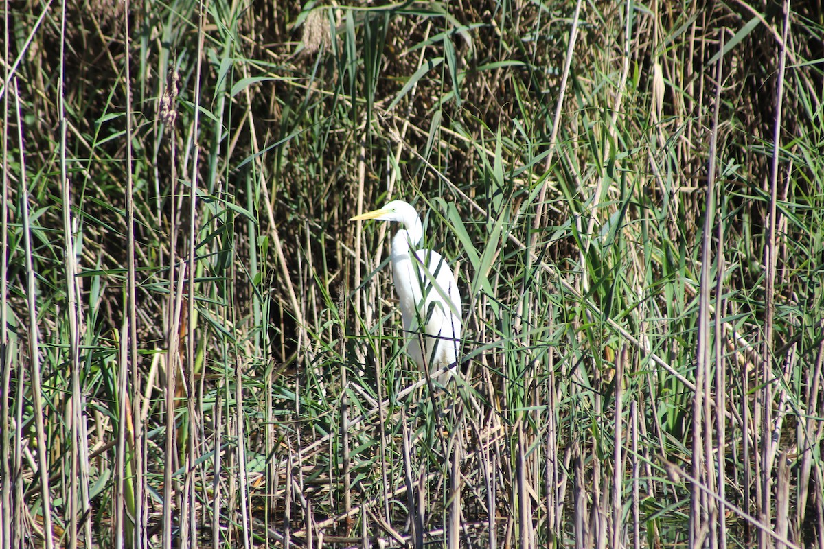 Great Egret - ML624542827