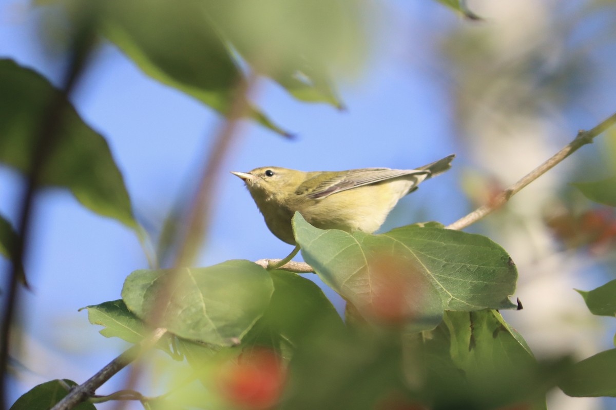 Tennessee Warbler - Lisa Benjamin