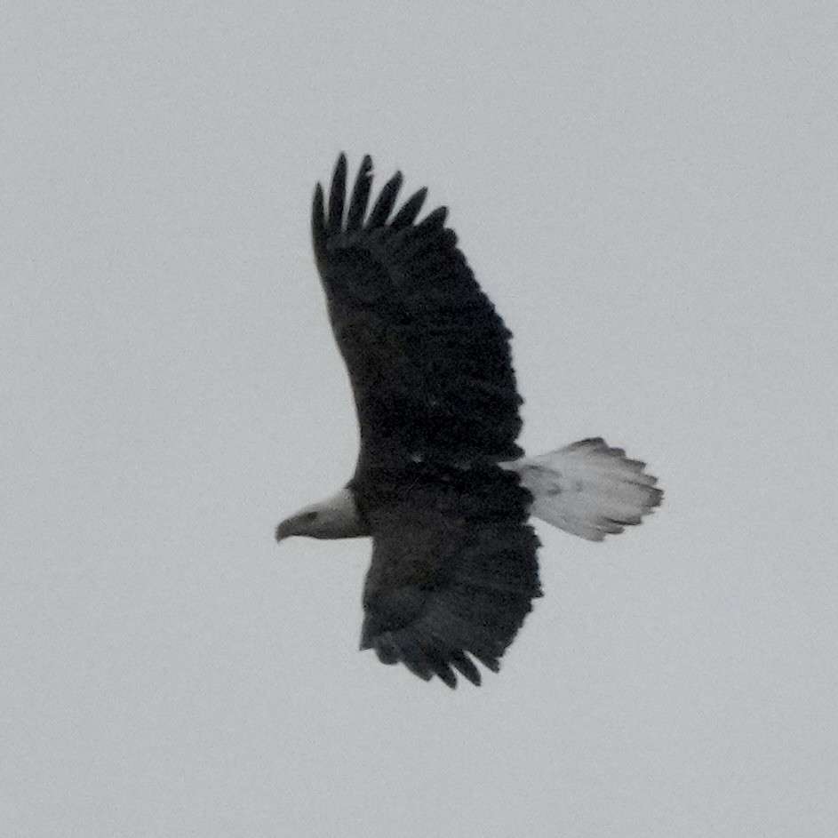 Bald Eagle - Charlene Fan