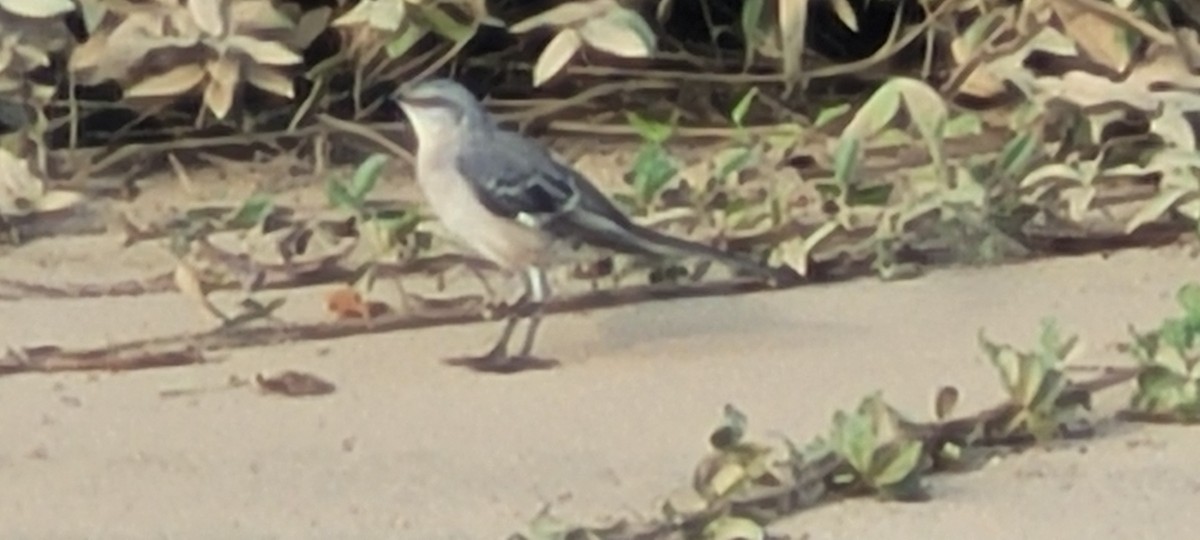 Northern Mockingbird - ML624542998