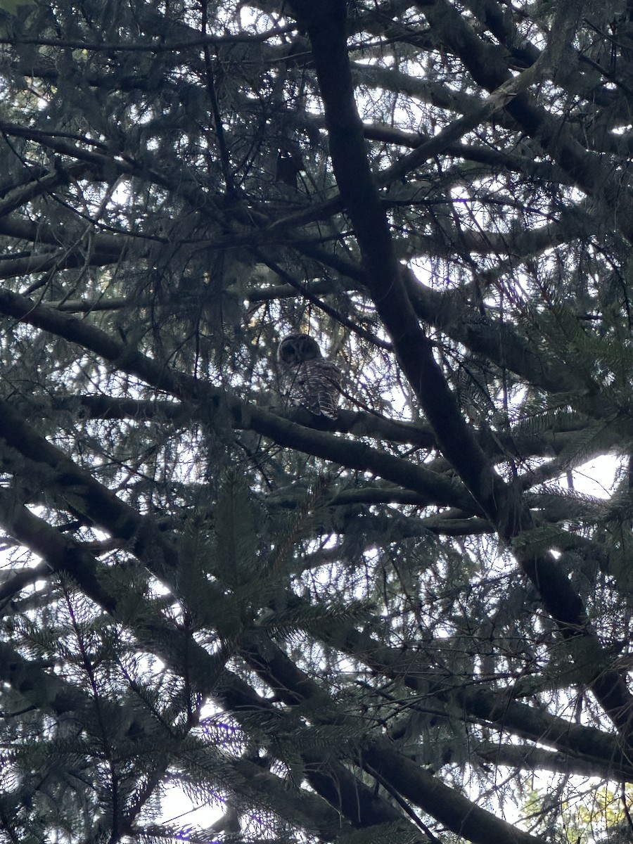 Barred Owl - ML624543026