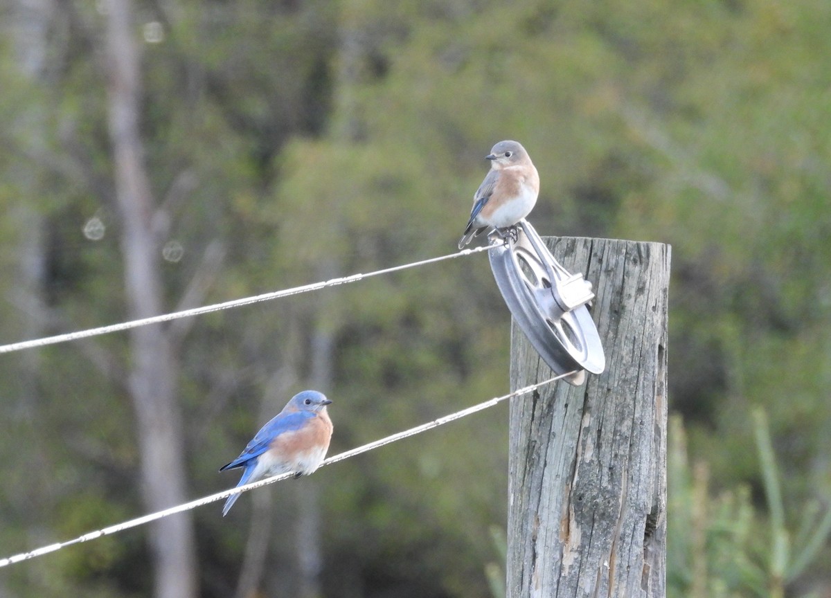 Eastern Bluebird - ML624543029