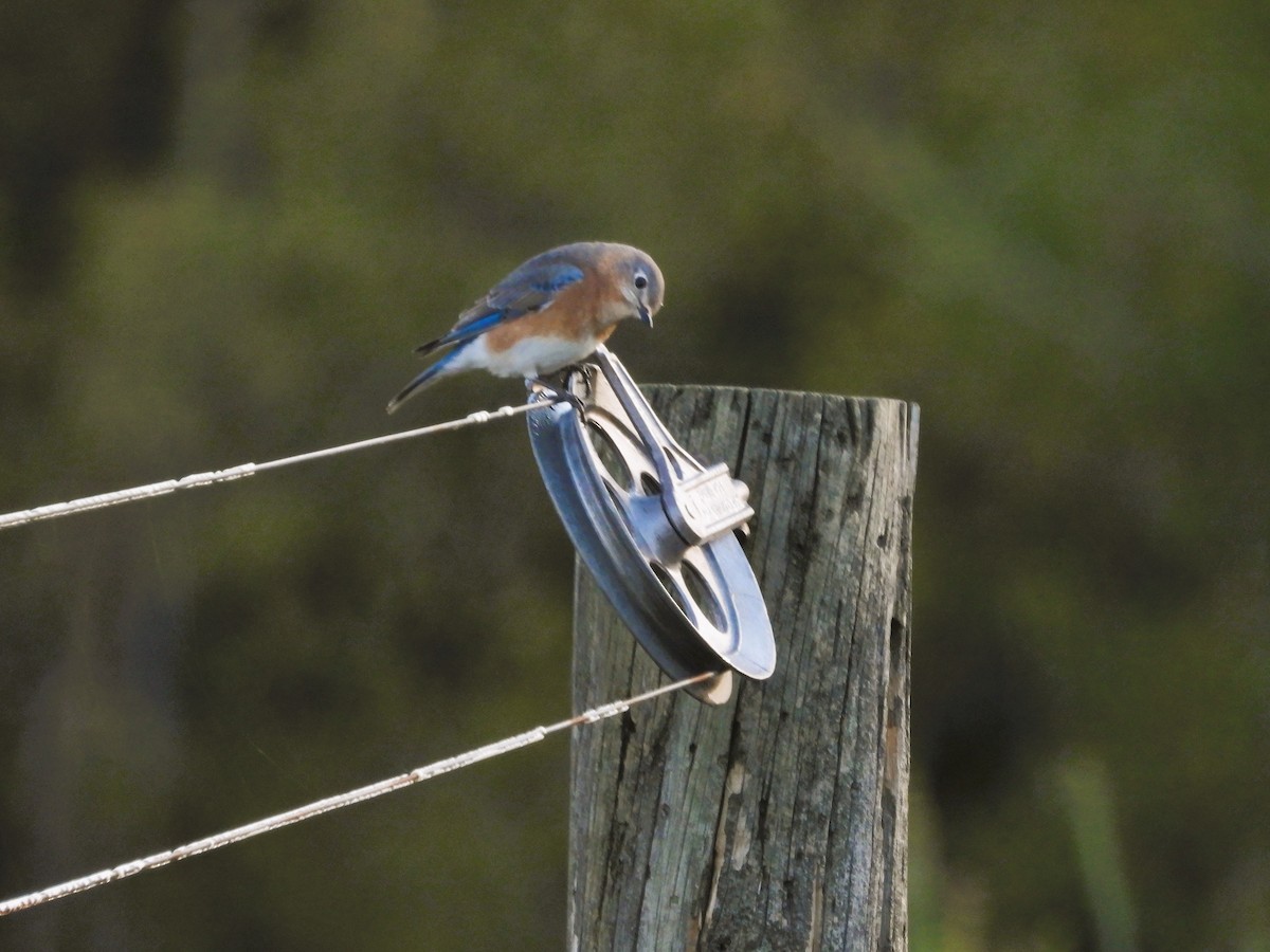 Eastern Bluebird - ML624543030