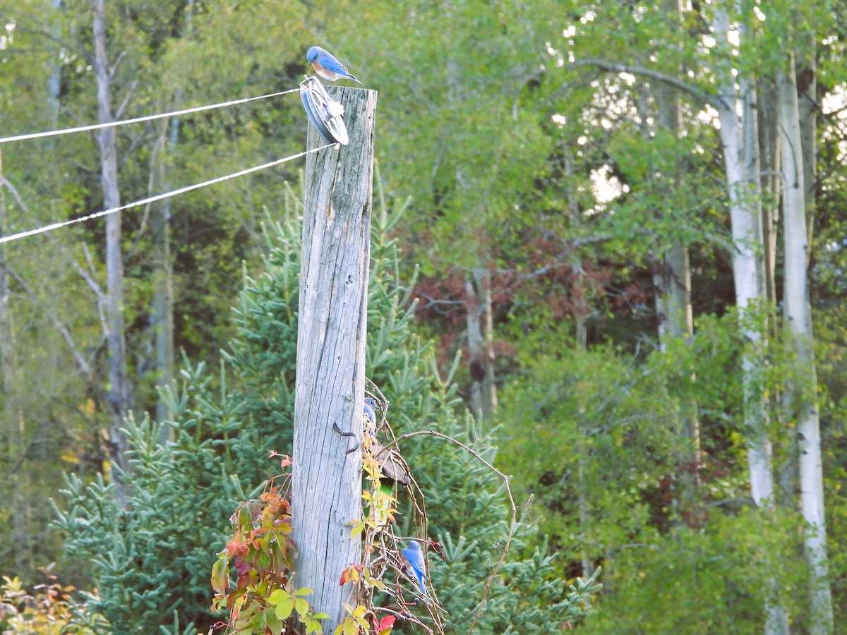 Eastern Bluebird - ML624543031