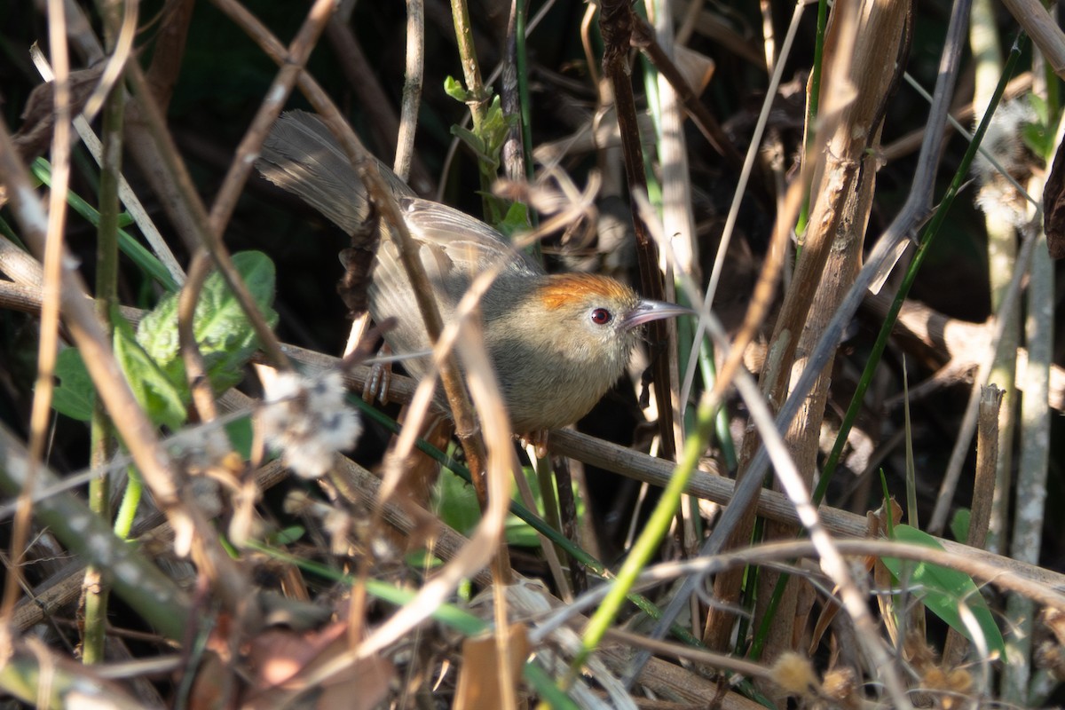 Rufous-fronted Babbler (Buff-chested) - ML624543060