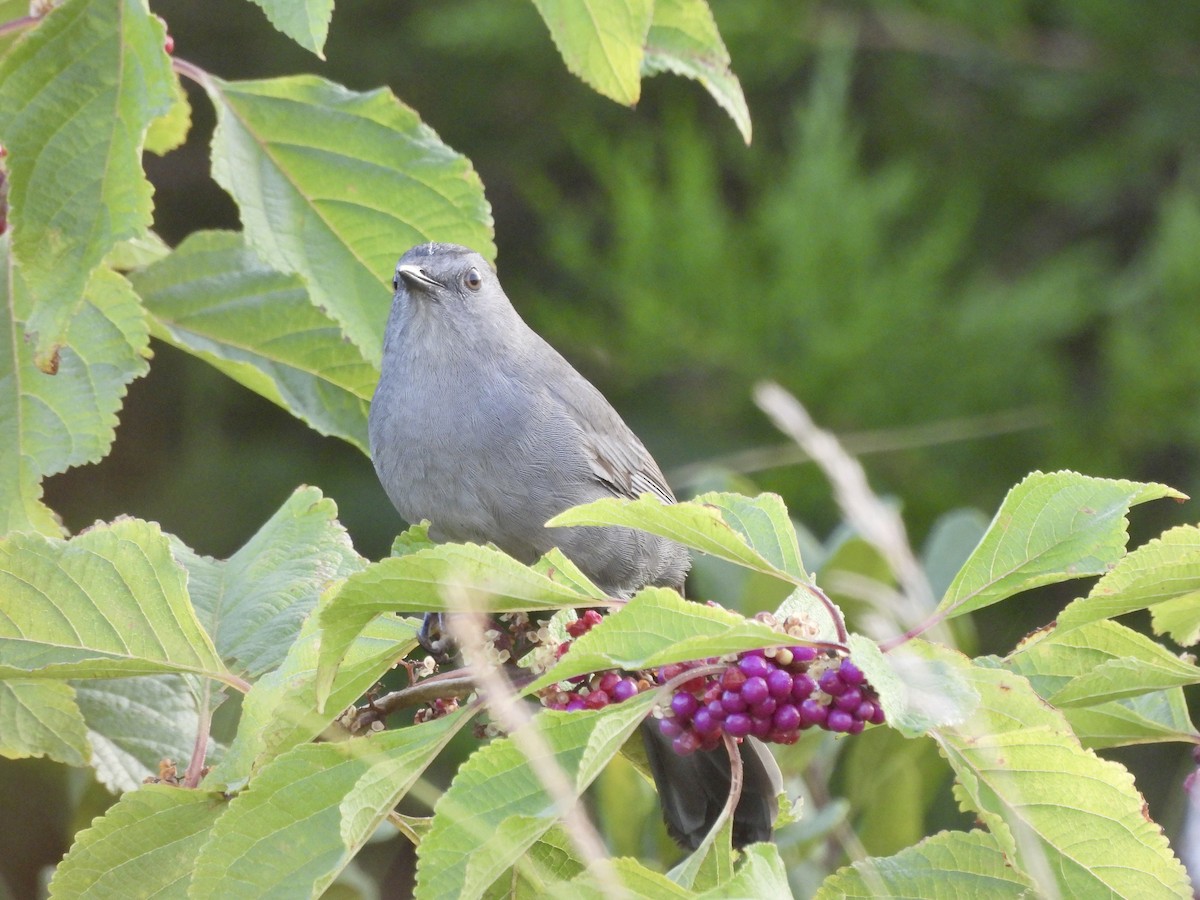 Gray Catbird - ML624543061