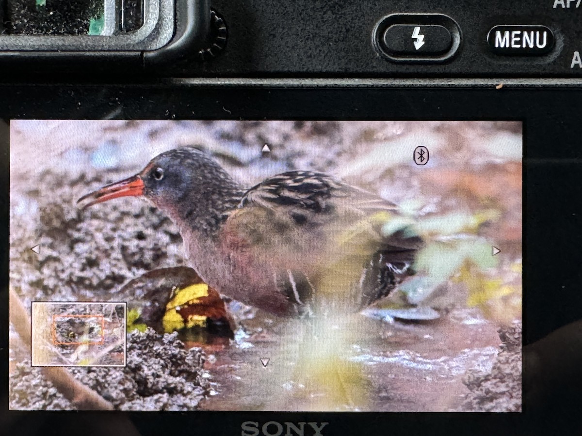 Virginia Rail - ML624543067