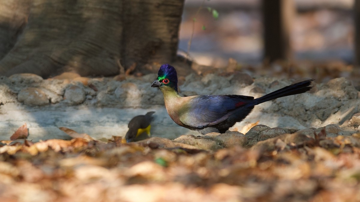 Purple-crested Turaco - ML624543077