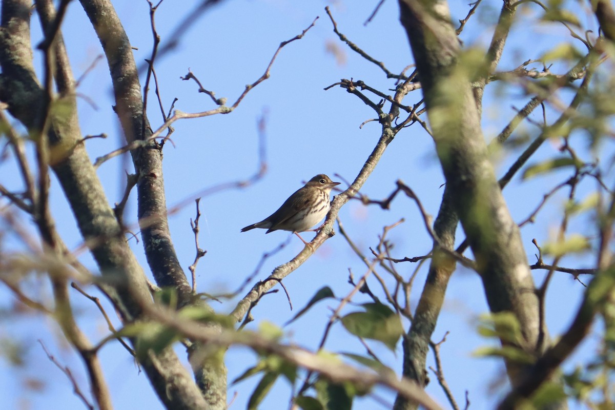 Ovenbird - Lisa Benjamin