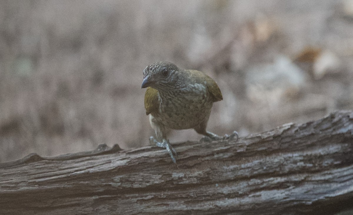 Scaly-throated Honeyguide - ML624543080