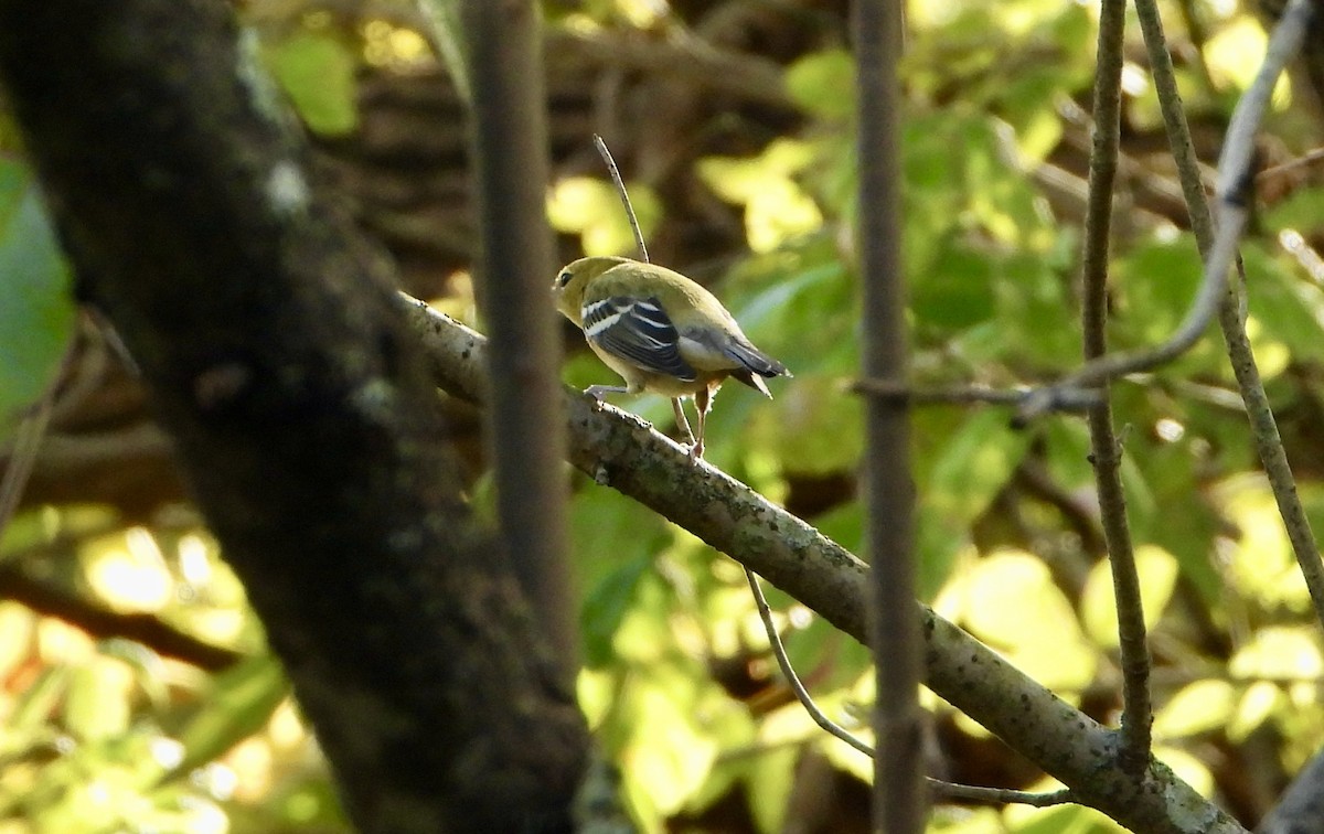 Bay-breasted Warbler - ML624543081