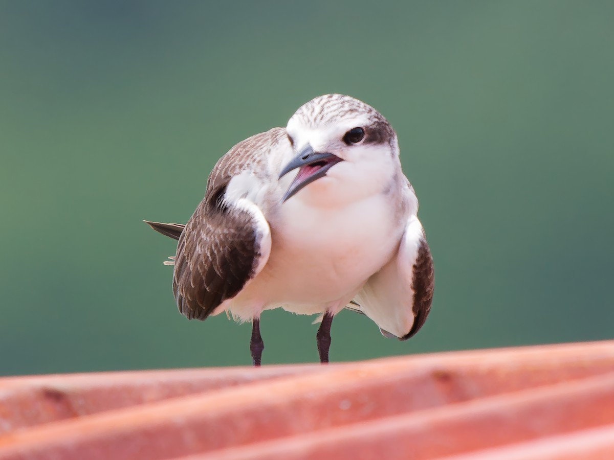 Bridled Tern - ML624543082