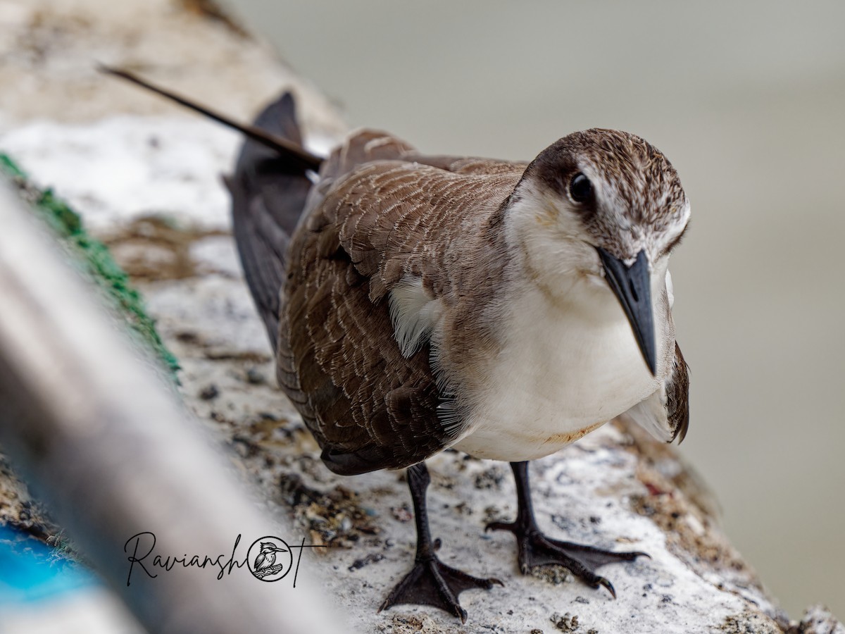 Bridled Tern - ML624543083