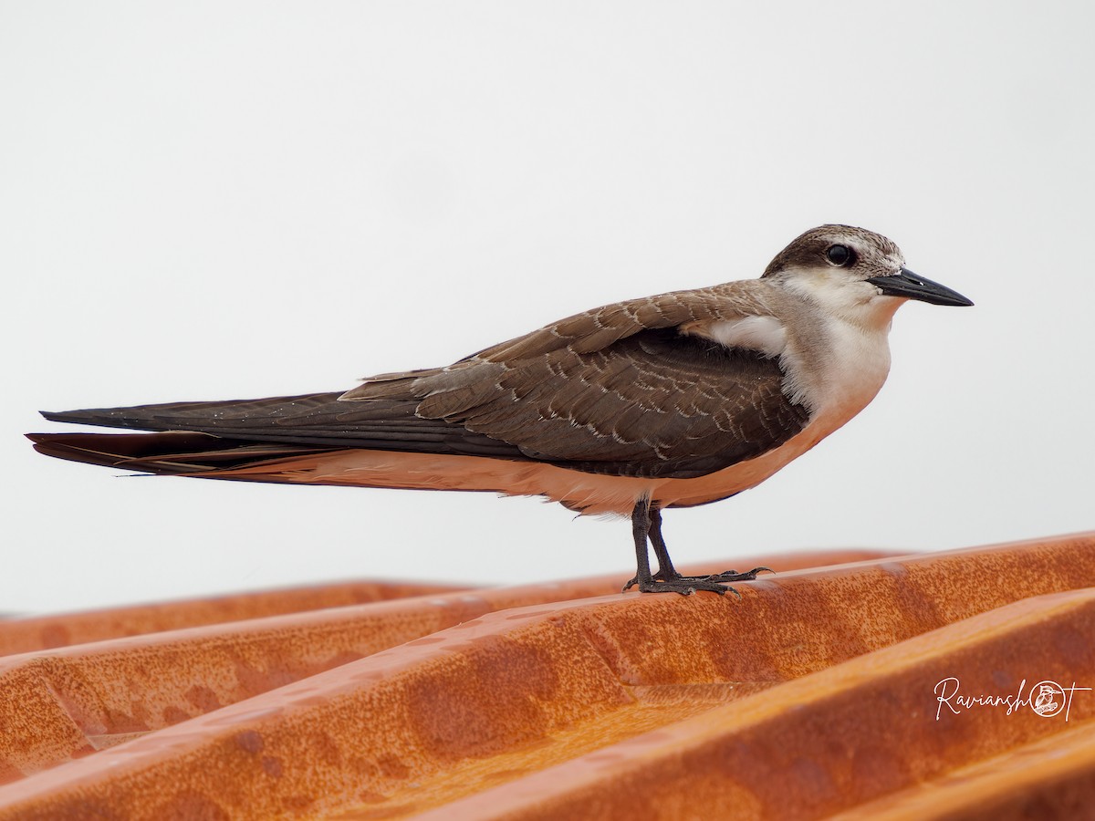 Bridled Tern - ML624543084