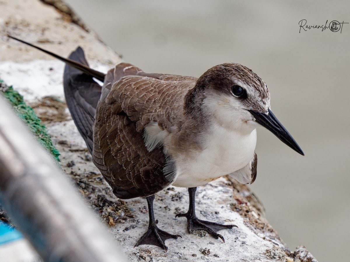 Bridled Tern - ML624543085