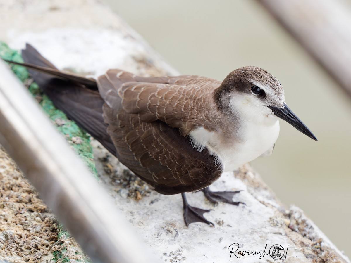 Bridled Tern - ML624543086