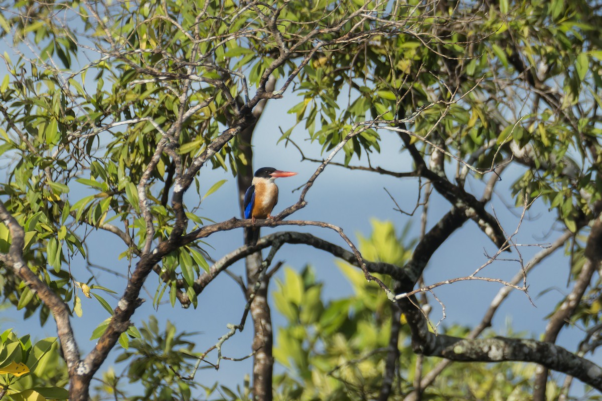 Black-capped Kingfisher - ML624543087