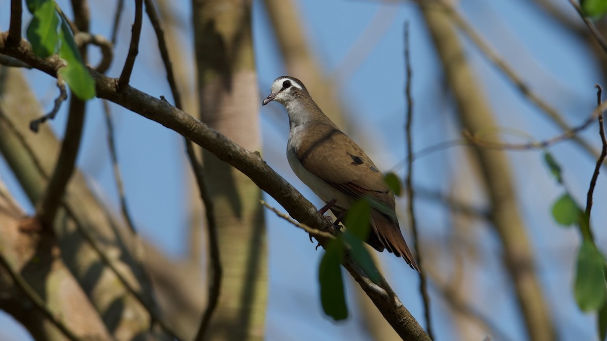 Tambourine Dove - ML624543088