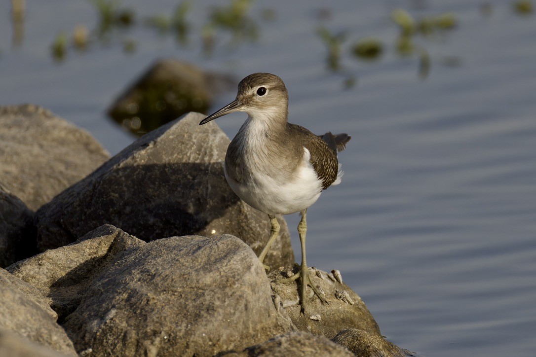 Common Sandpiper - ML624543089