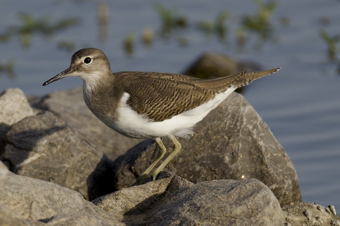 Common Sandpiper - Ted Burkett