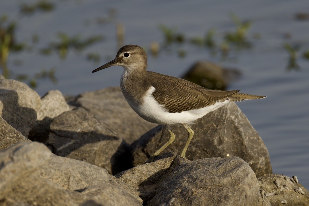 Common Sandpiper - ML624543091