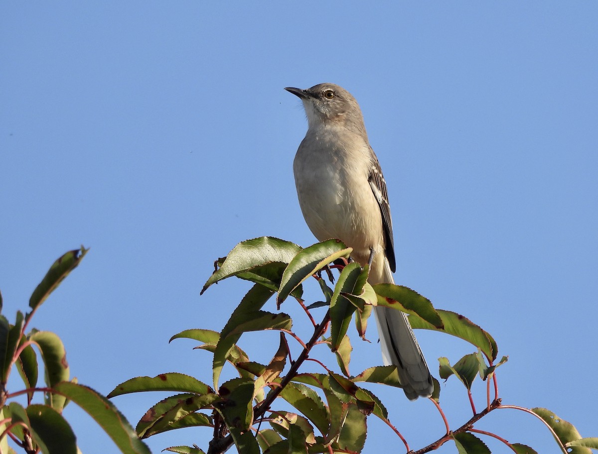 Northern Mockingbird - ML624543092