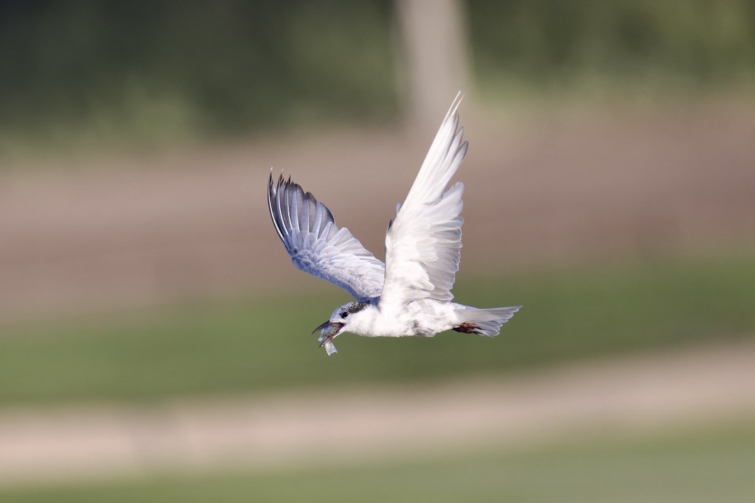 Whiskered Tern - ML624543093