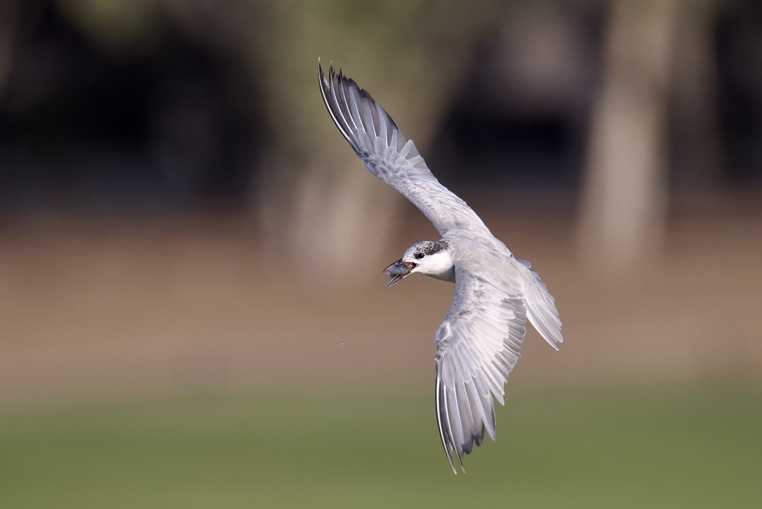 Whiskered Tern - ML624543094