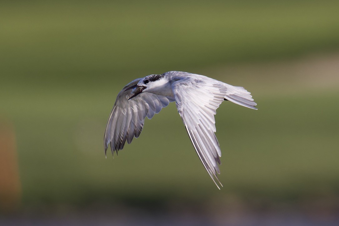 Whiskered Tern - ML624543095