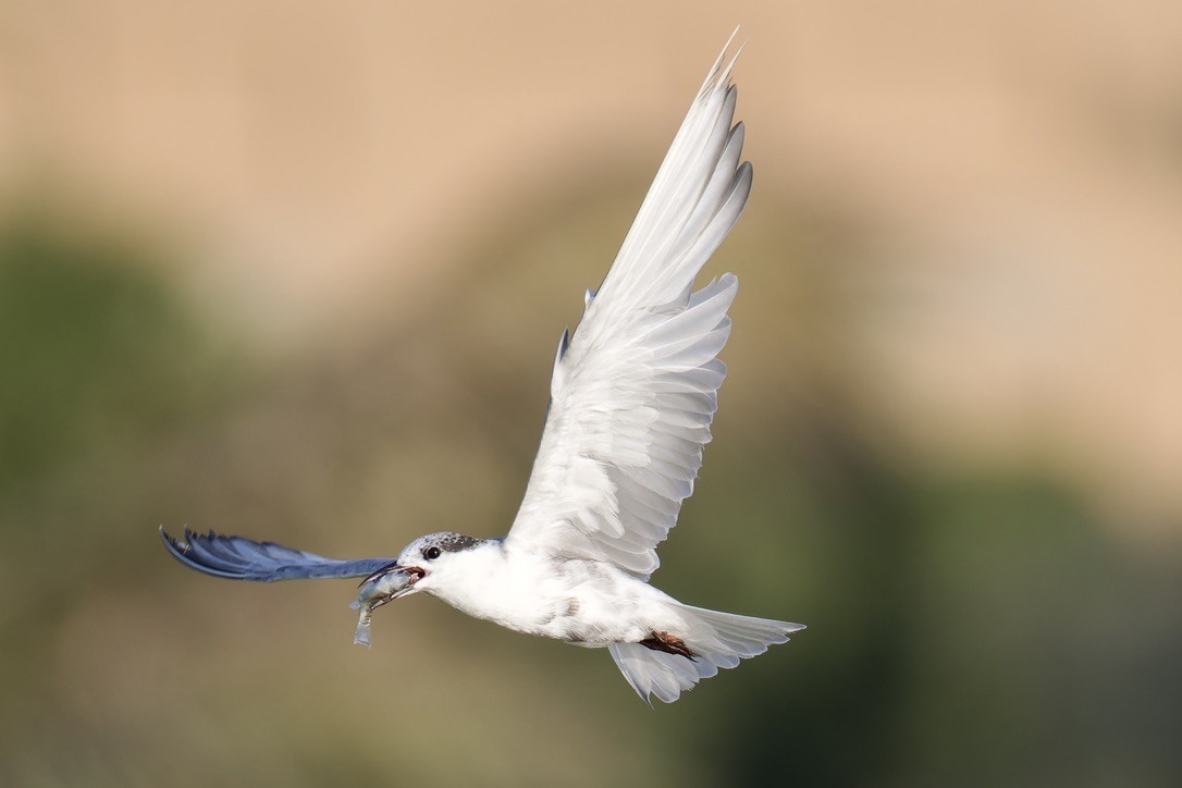 Whiskered Tern - ML624543096