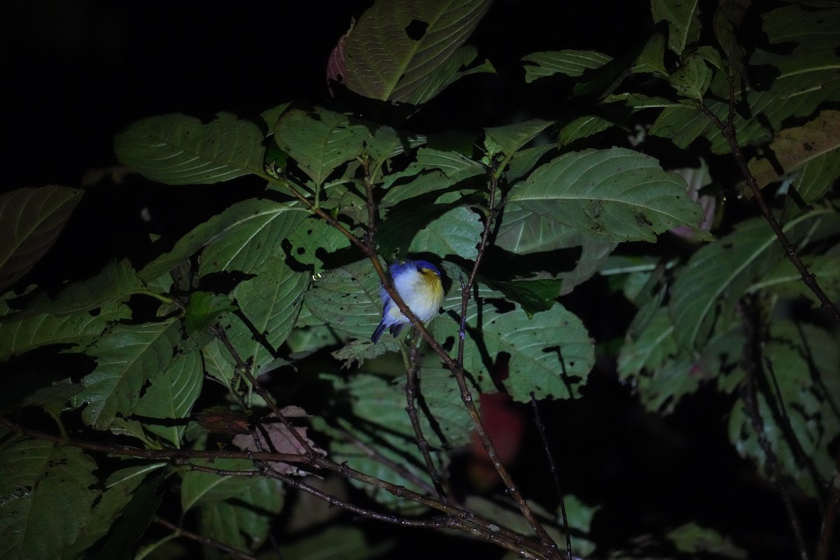 Malaysian Blue Flycatcher - 小 鸥