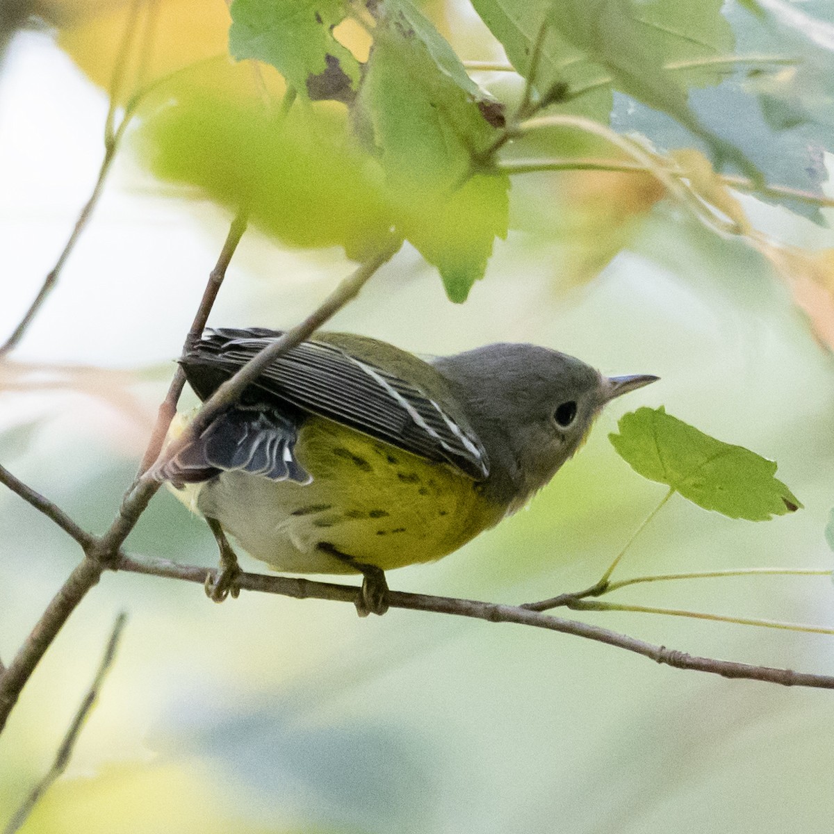 Magnolia Warbler - Jim Tolbert