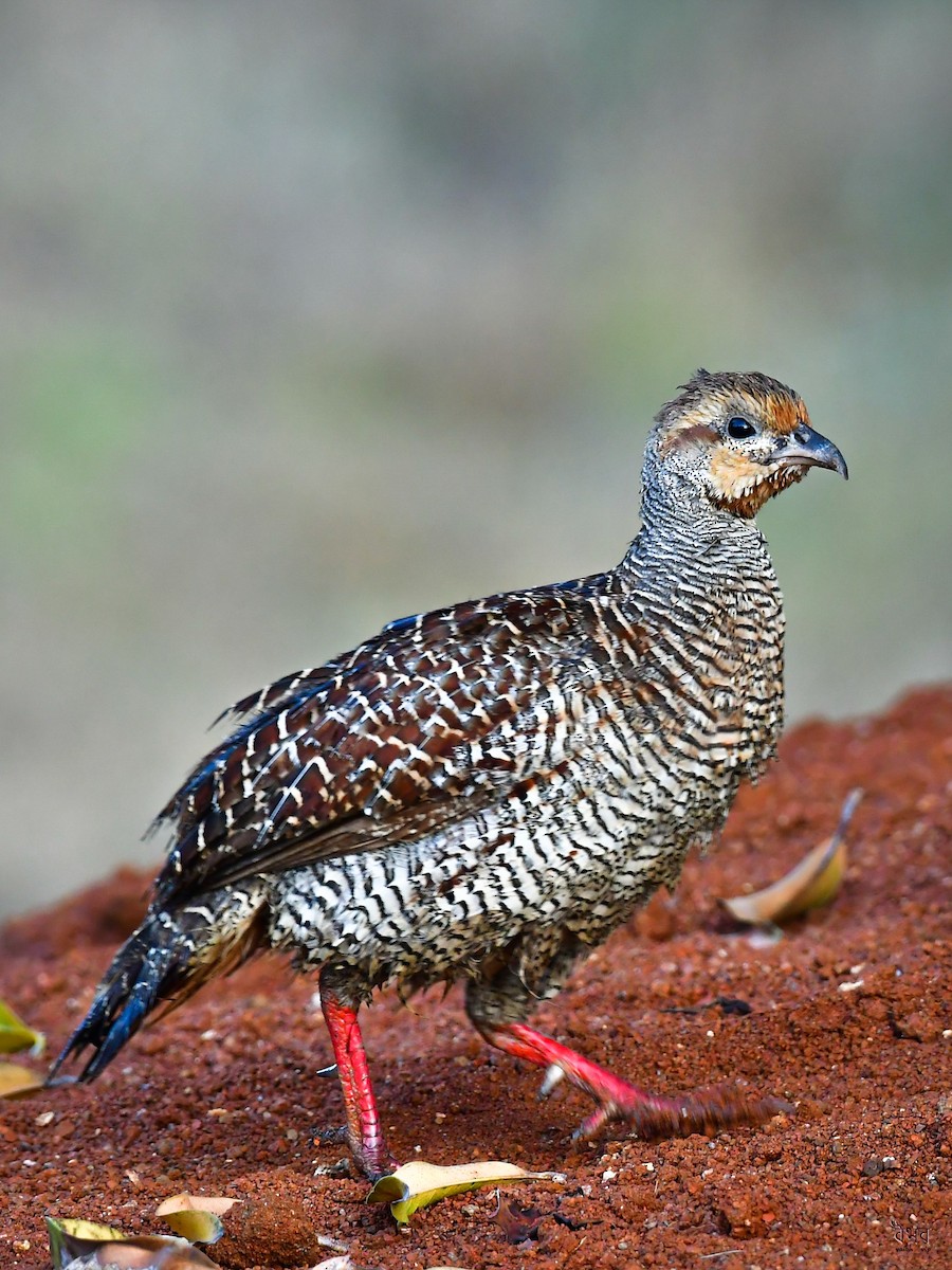 Gray Francolin - ML624543136