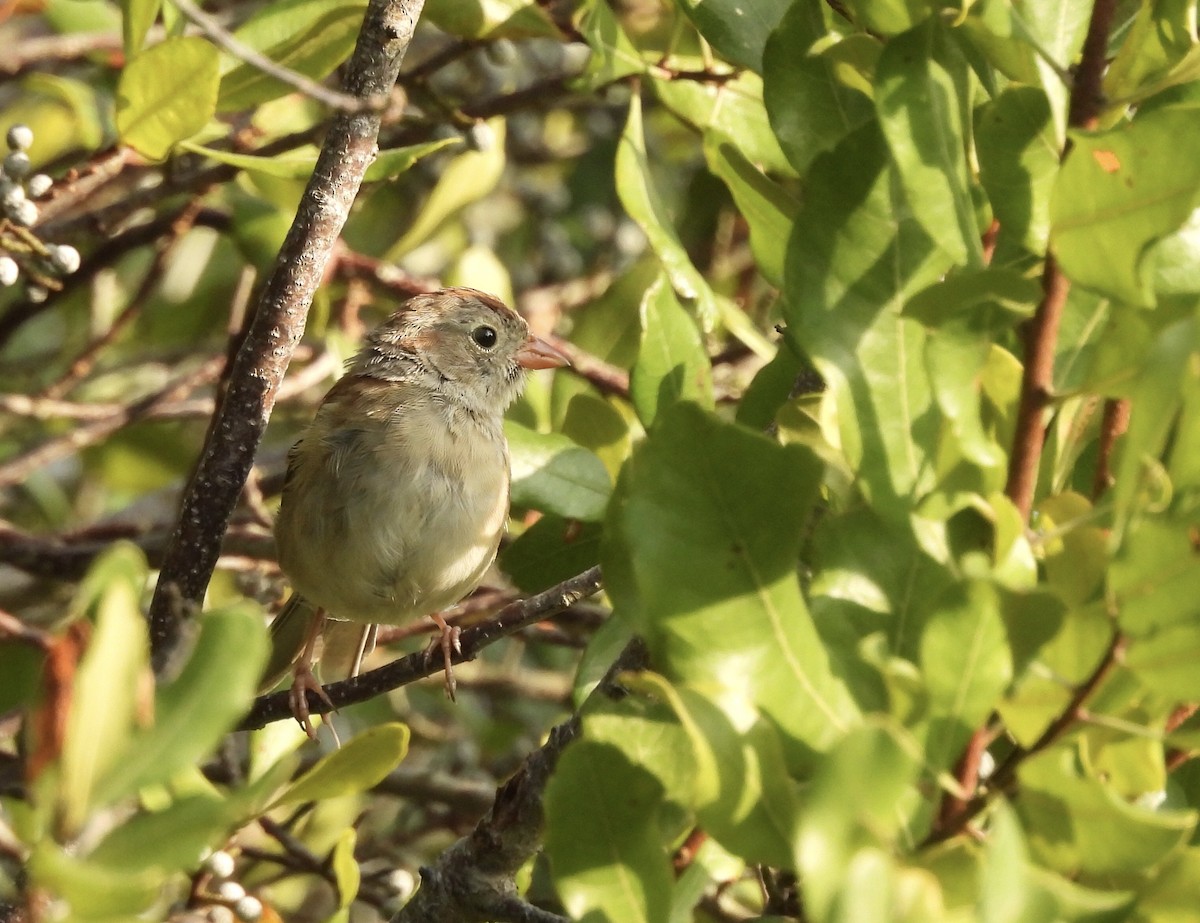 Field Sparrow - Michelle Bélanger