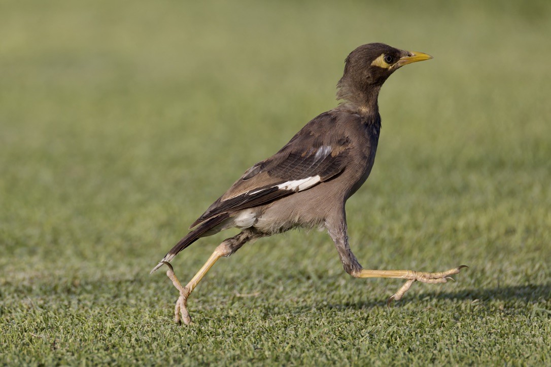 Common Myna - Ted Burkett