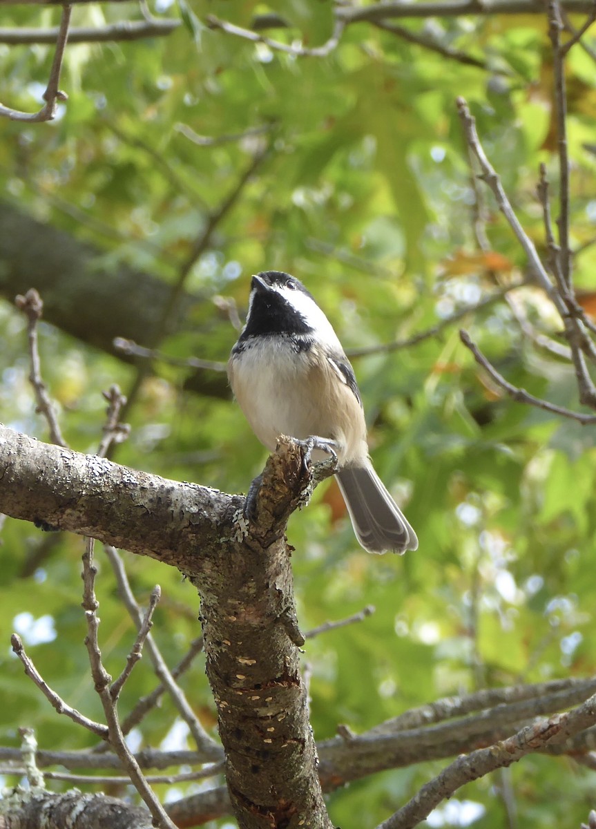 Black-capped Chickadee - Karina Rathmell