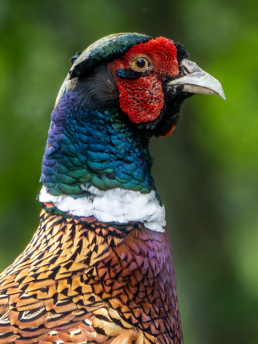 Ring-necked/Green Pheasant - ML624543207