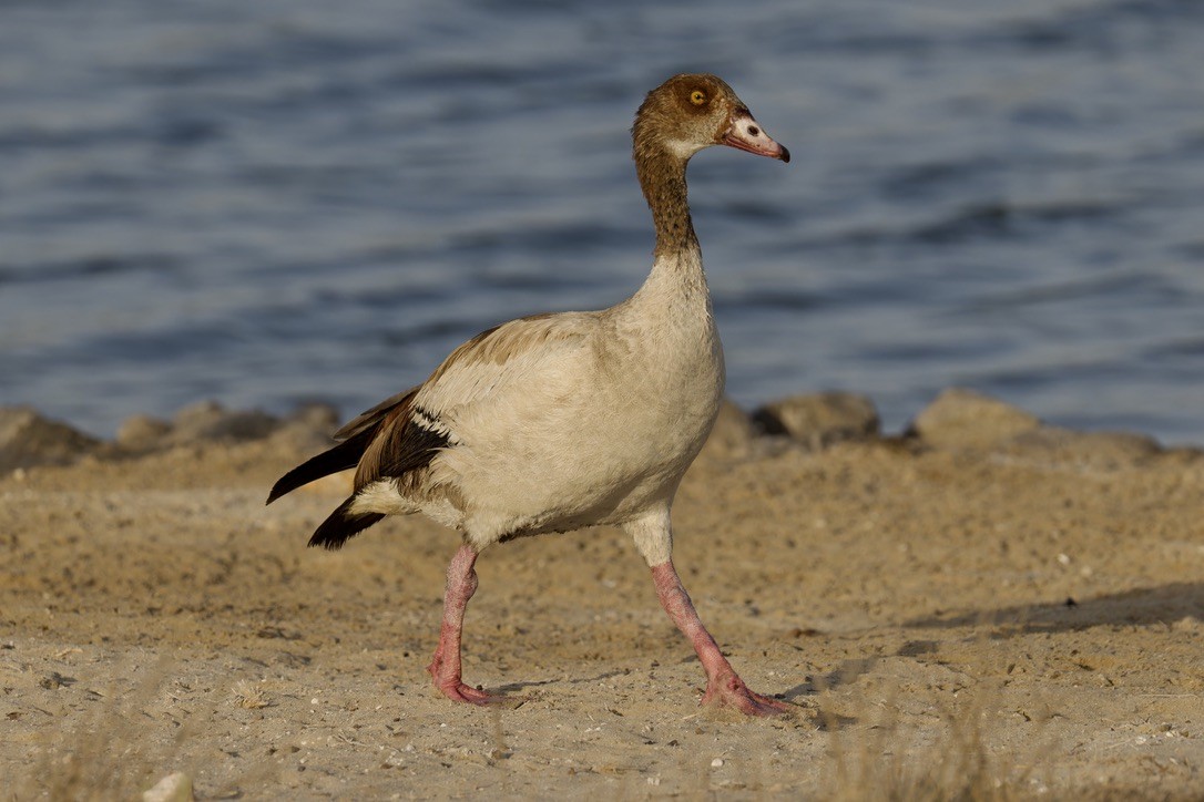 Egyptian Goose - Ted Burkett