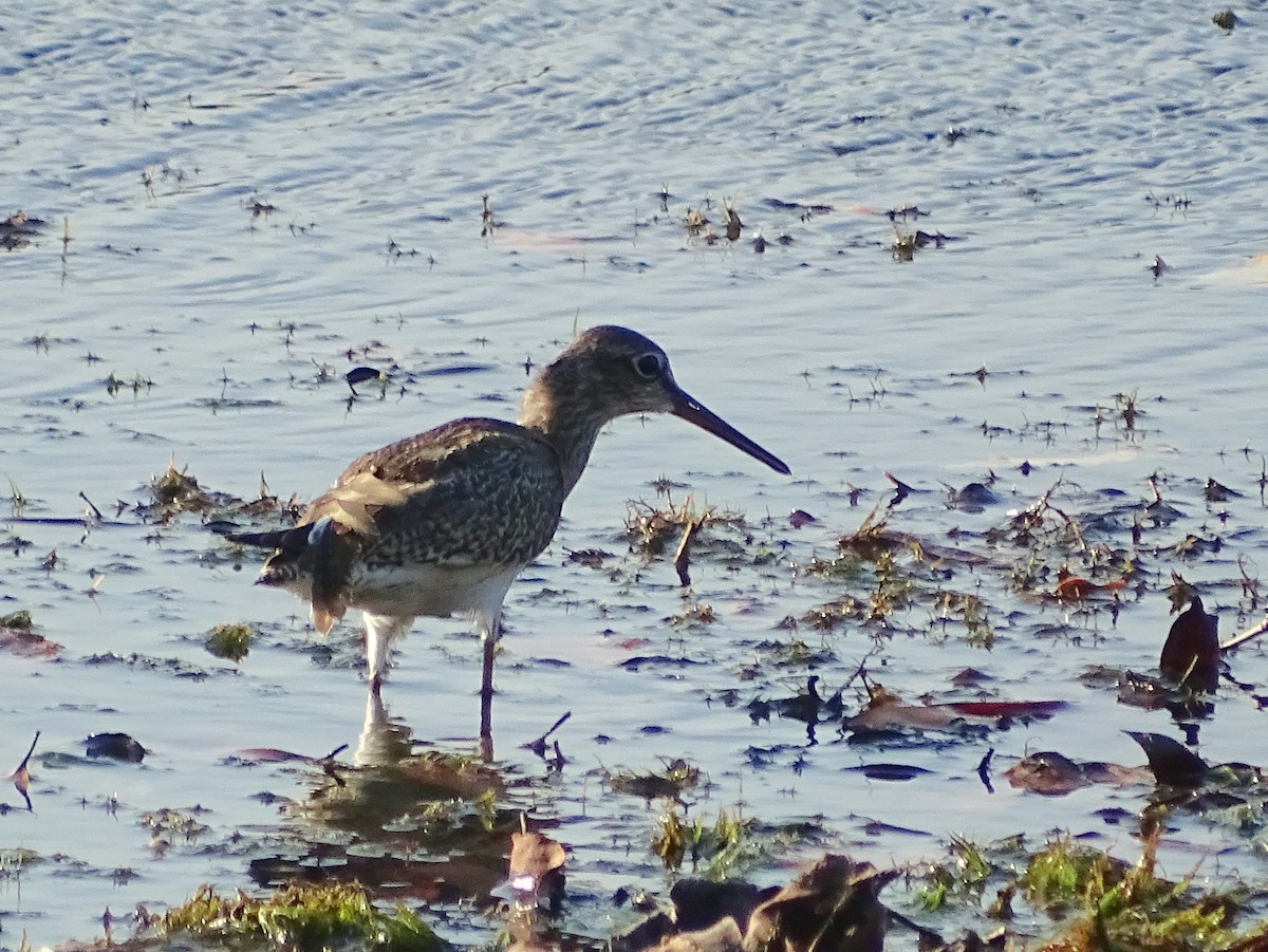 Common Redshank - Sri Srikumar