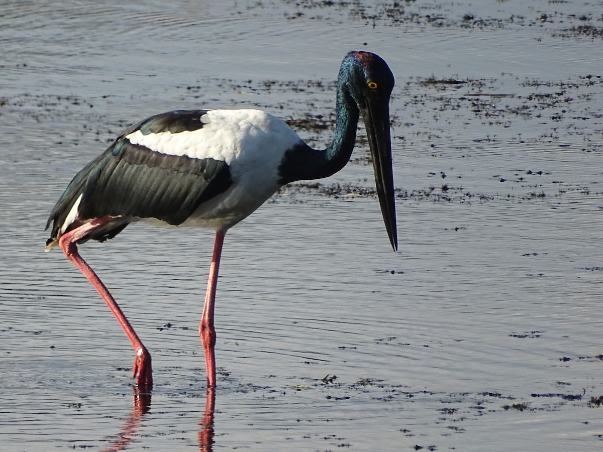 Black-necked Stork - Sri Srikumar