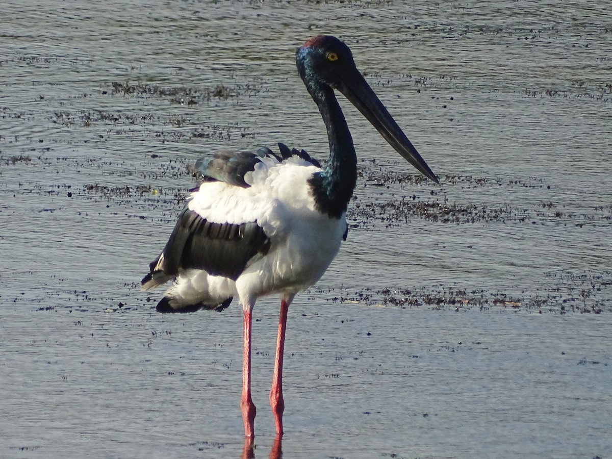 svarthalsstork - ML624543252