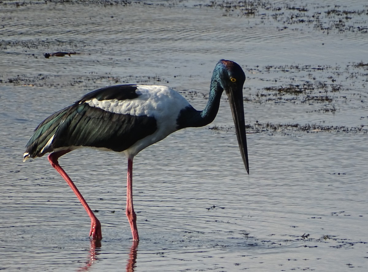 svarthalsstork - ML624543254